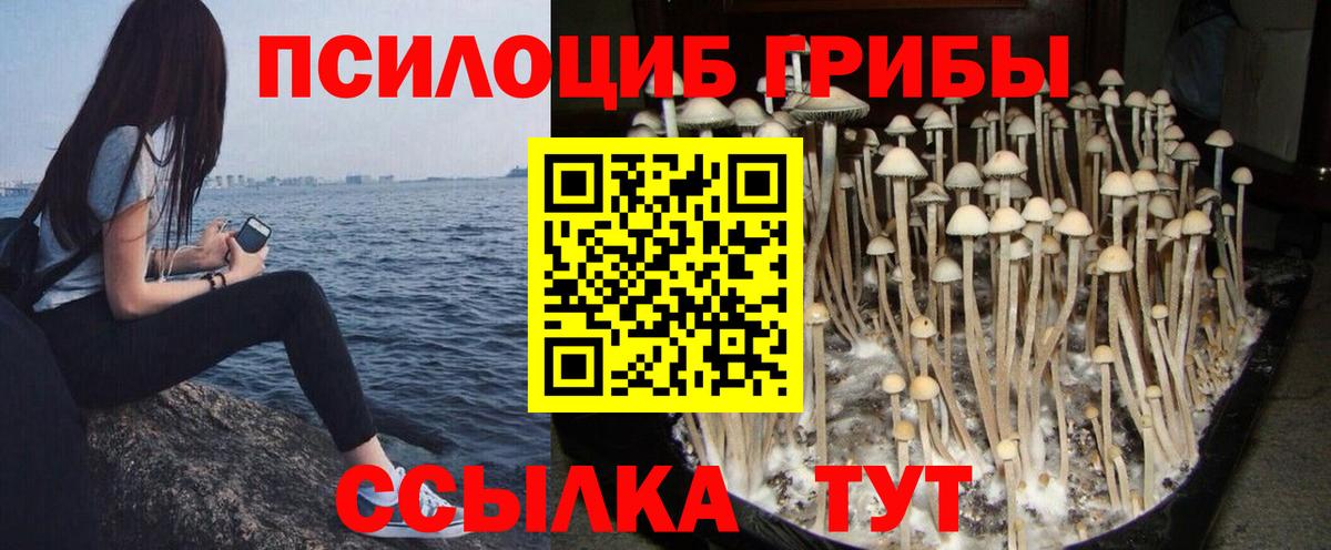 Галлюциногенные грибы Psilocybe Грозный